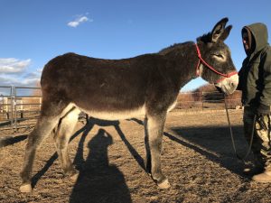 16hh mule for sale