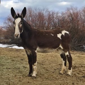 mammoth mule for sale